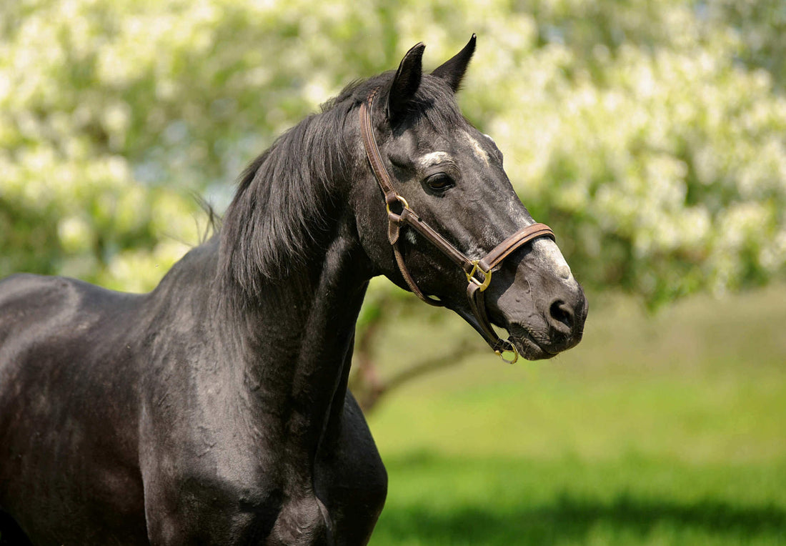 Nutrition-for-Senior-Horses-Supporting-Muscle-and-Joint-Health Rising Equine