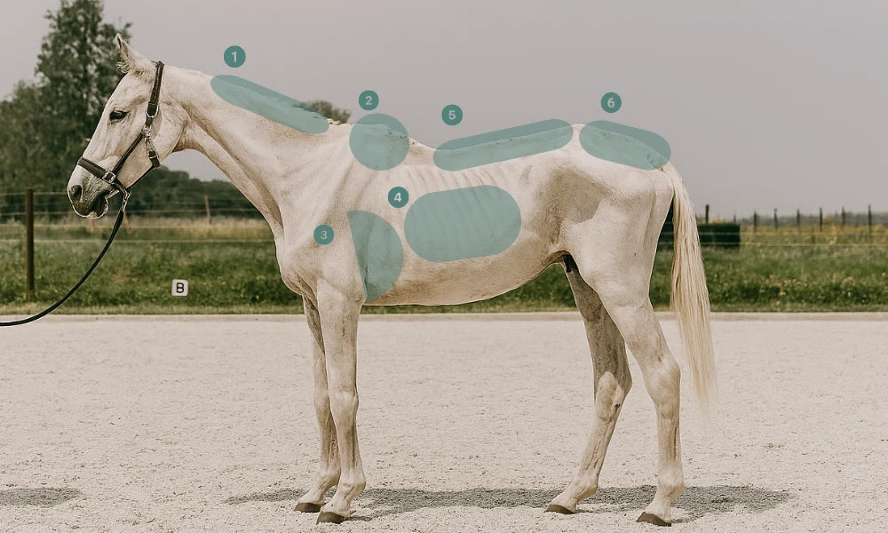How to Put Weight on a Thin Horse Safely Rising Equine