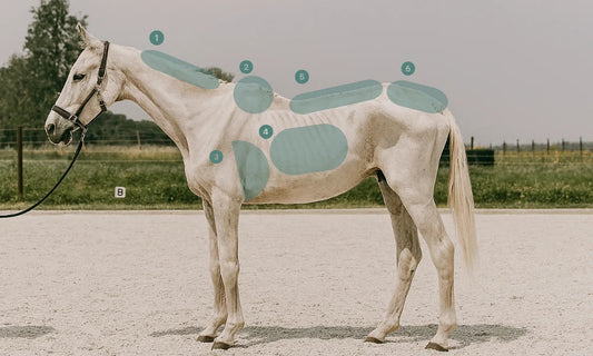 How to Put Weight on a Thin Horse Safely Rising Equine