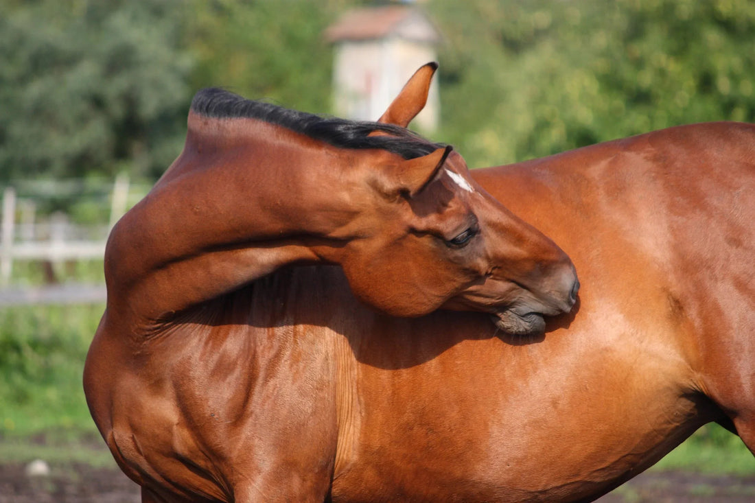 Understanding-Gastric-Ulcers-in-Horses-Who-s-Most-at-Risk-and-How-to-Help Rising Equine