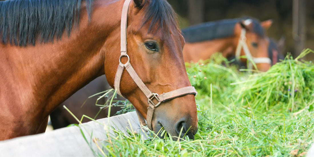 Small but Essential: The Vitamins and Minerals Your Horse Needs