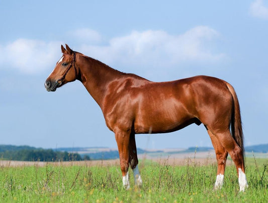 Nourishing the Topline: The Power of High-Quality Protein and Proper Nutrition