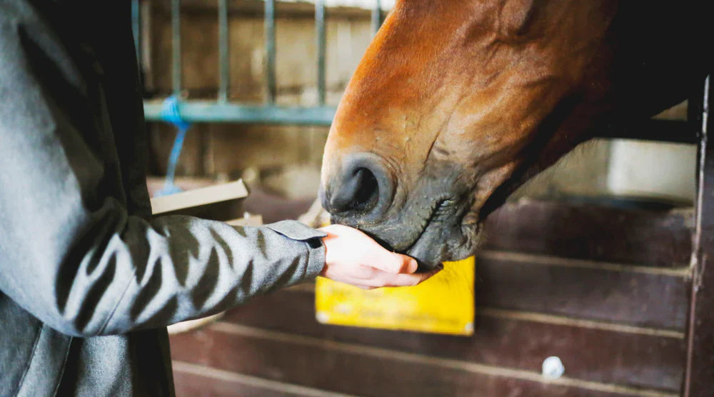 Feeding Horses on a Budget — Smart Nutrition Without Compromise Rising Equine