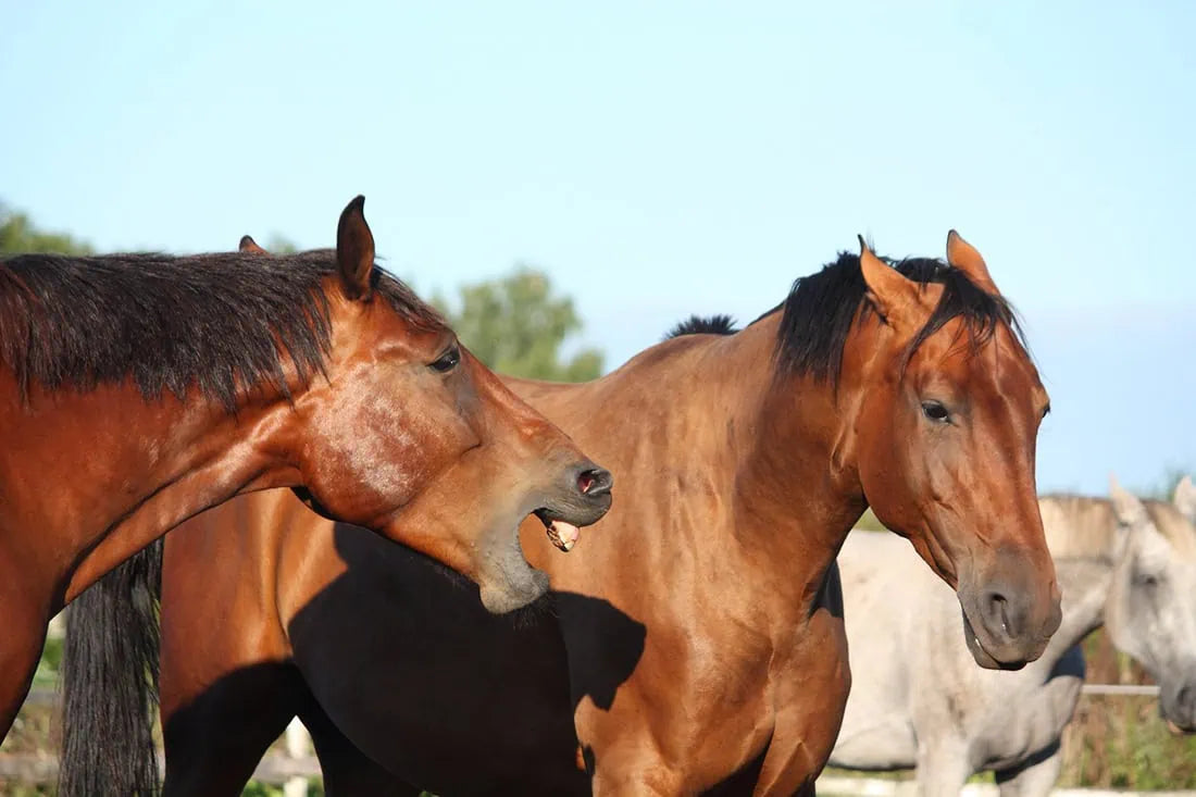 Managing Heat Cycles in Mares: A Game-Changer - TRM HORMONE BALANCER