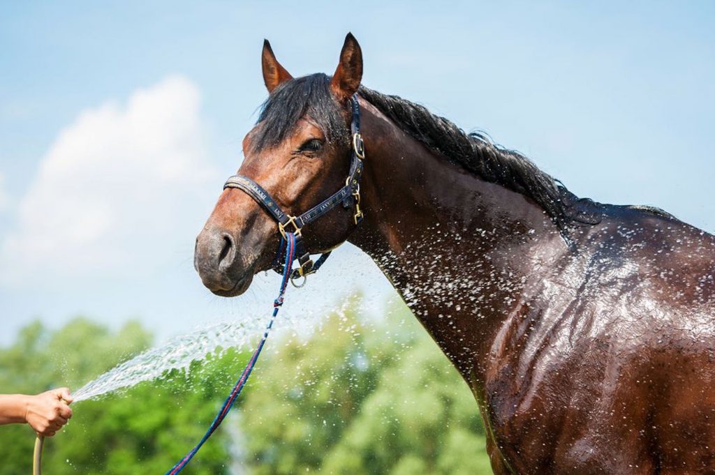 Caring for Horses in Indian Summers: Heat, Hydration and Hard Work Rising Equine
