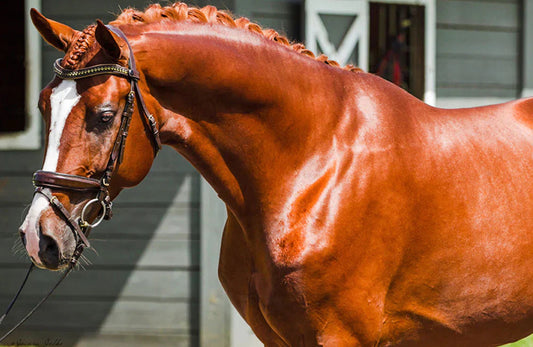Choosing the Right Type of Oil for Your Horse