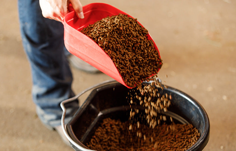 5 Feeding Mistakes Indian Horse Owners Still Make – And How to Avoid Them