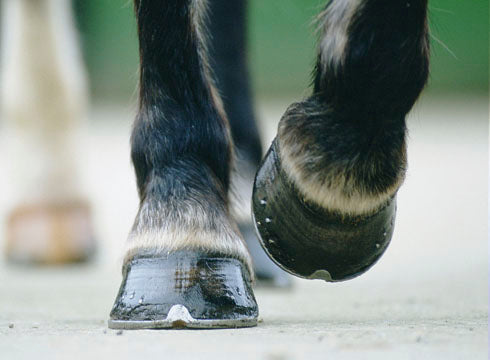 No Hoof, No Horse: Essential Supplement for Healthy Hooves