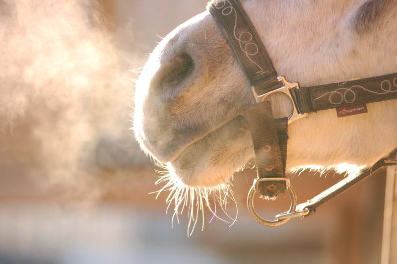 Breathing-Easy-Managing-Respiratory-Health-in-Performance-Horses Rising Equine