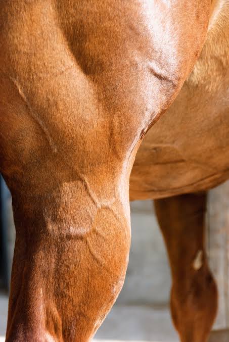Nutrition for Senior Horses: Supporting Muscle and Joint Health Rising Equine