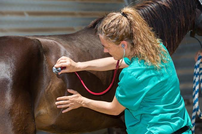 Understanding Gastric Ulcers in Horses: Who's Most at Risk and How to Help Rising Equine