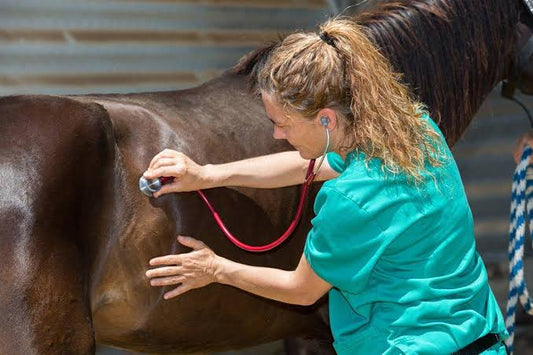 Understanding Gastric Ulcers in Horses: Who's Most at Risk and How to Help Rising Equine