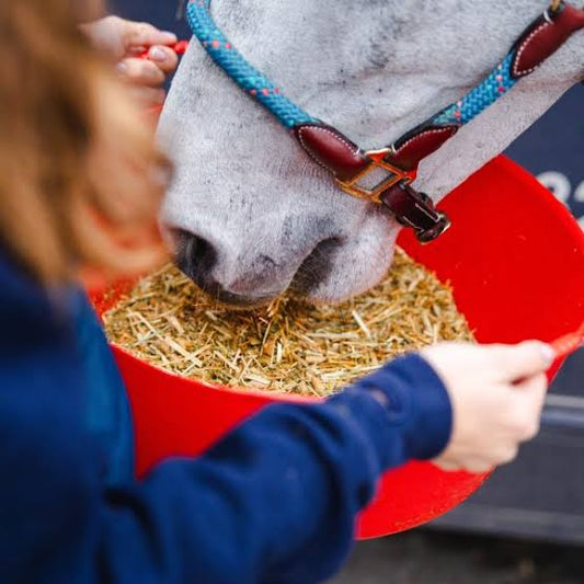 Feeding Horses on a Budget: Smart Nutrition Without Compromise Rising Equine