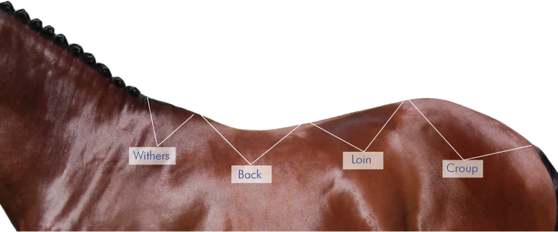 Horse-Topline-Troubles-What-Every-Rider-Should-Know Rising Equine